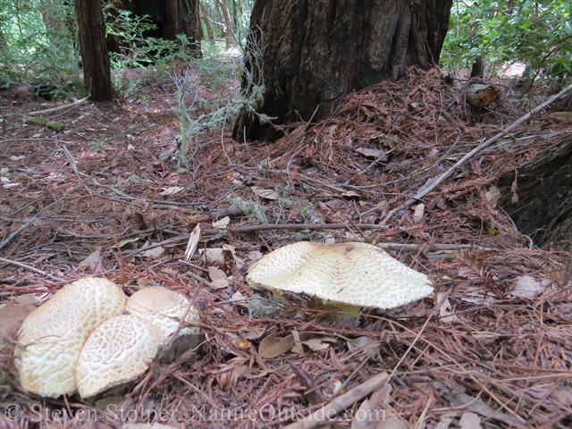 fungi on forest floor