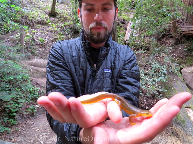 California Newt