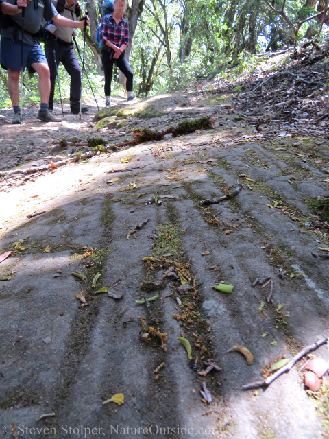 Wagon ruts in the trail