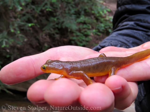 California Newt