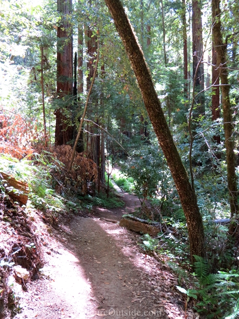 skyline to the sea trail