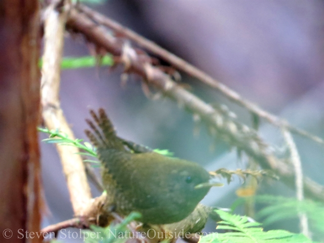 Pacific wren