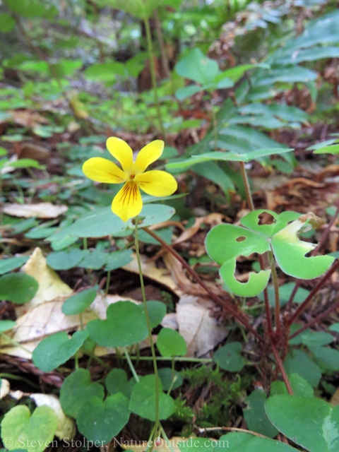 Redwood violet (Viola sempervirens)