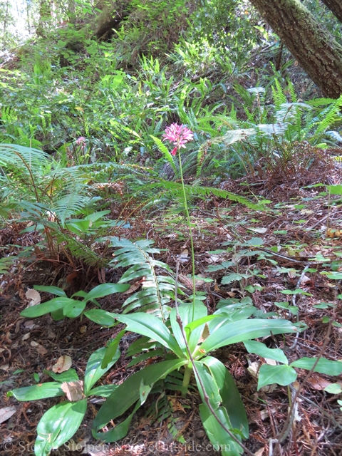 Red clintonia (Clintonia andrewsiana)