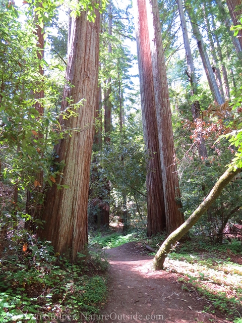 I continue my solo hike through the redwoods