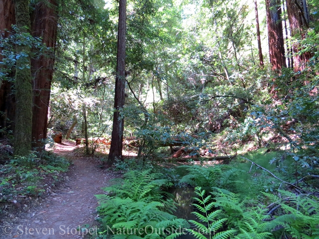 redwoods and ferns