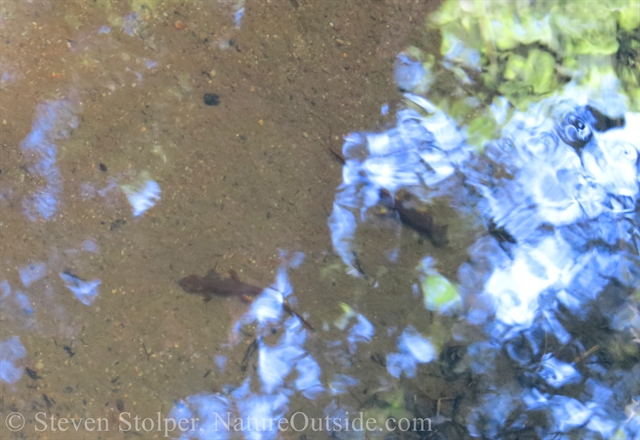 The newts remain motionless at the bottom of the pool