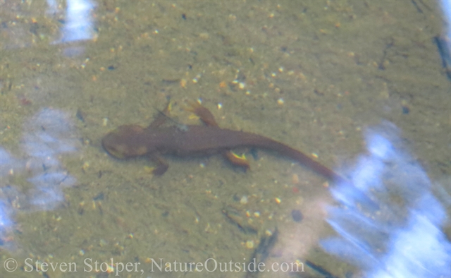 california newt in stream