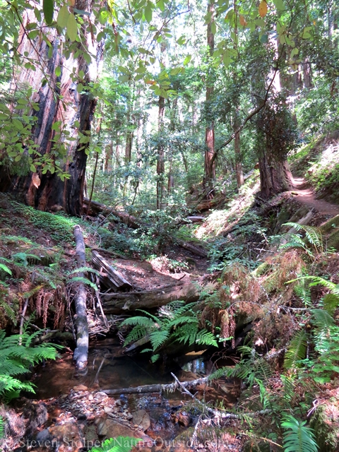 redwood forest