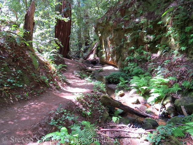 redwood forest