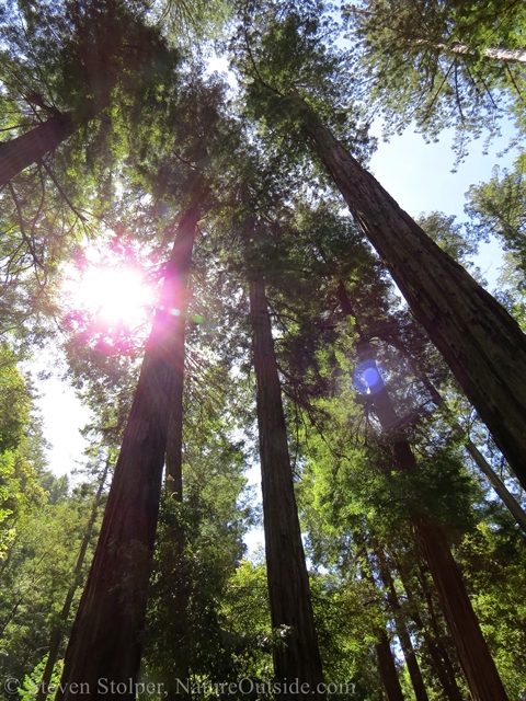redwood forest canopy