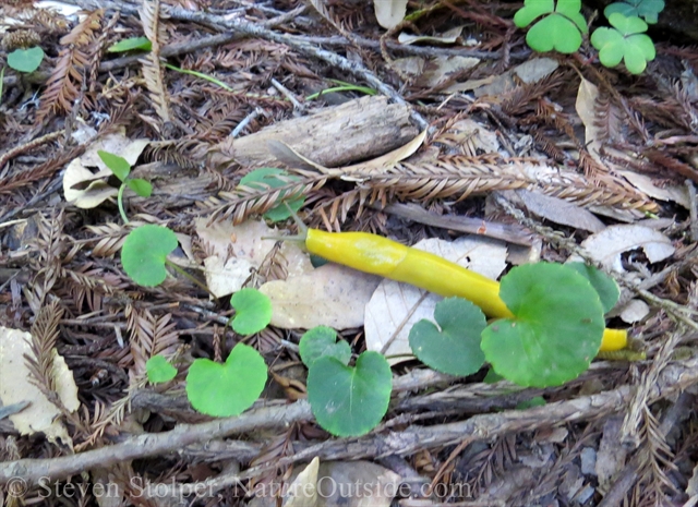 banana slug