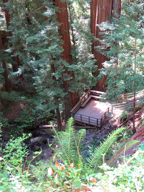 berry creek falls platform