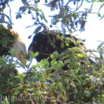 bald eagle with chick on nest