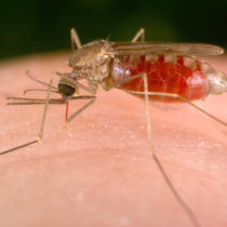 Female Anopheles freeborni