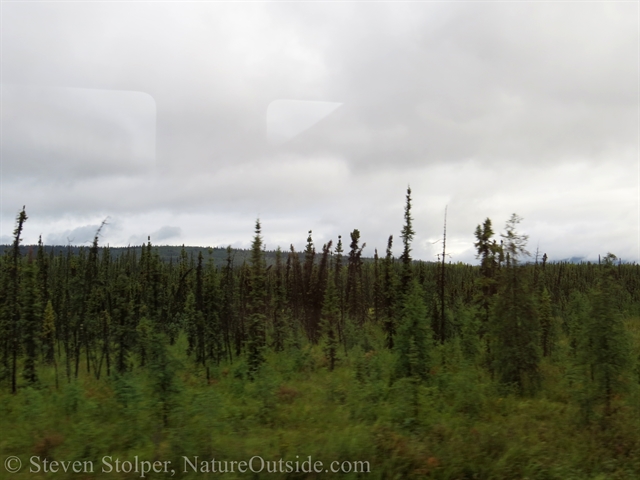 White spruce in the Boreal forest.