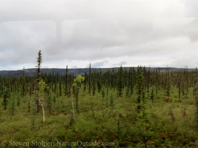 Boreal forest seen from the train