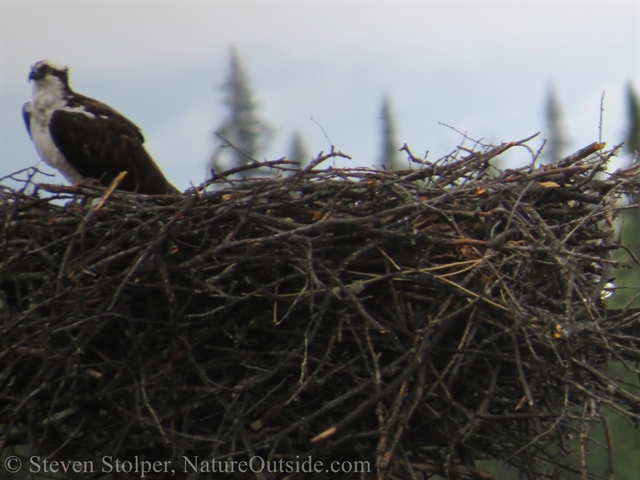 Osprey on the nest.