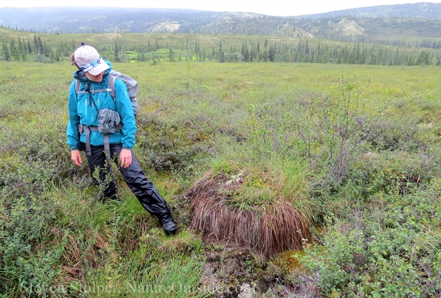 hiker on tussock tundra