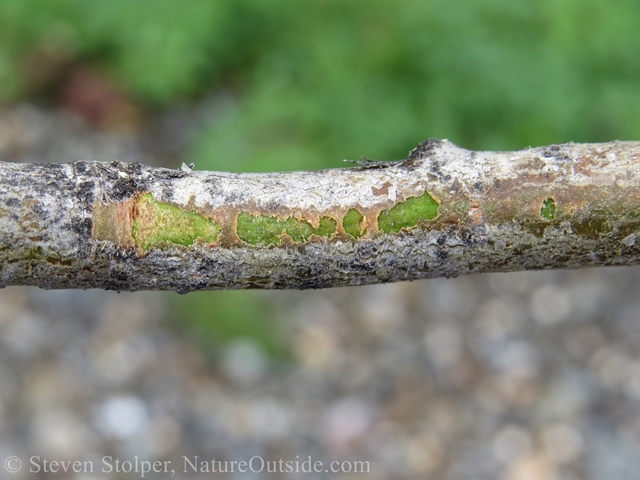 balsam poplar branch scraped