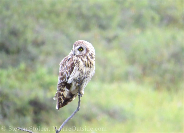 Short-eared owl