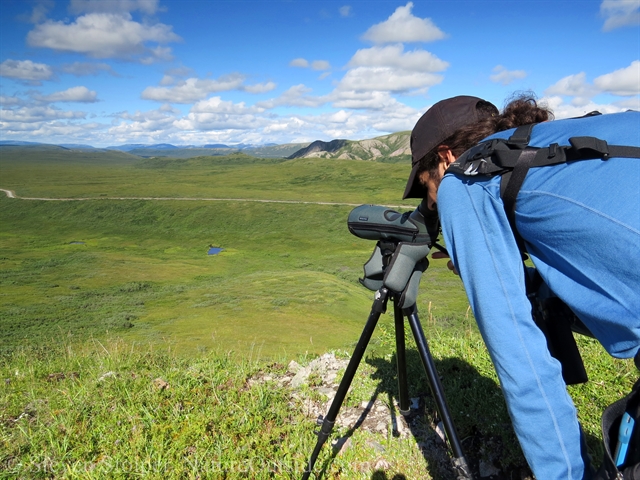 looking at spotting scope above tundra