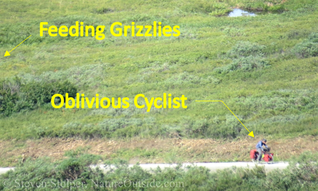 cyclist in Denali National Park