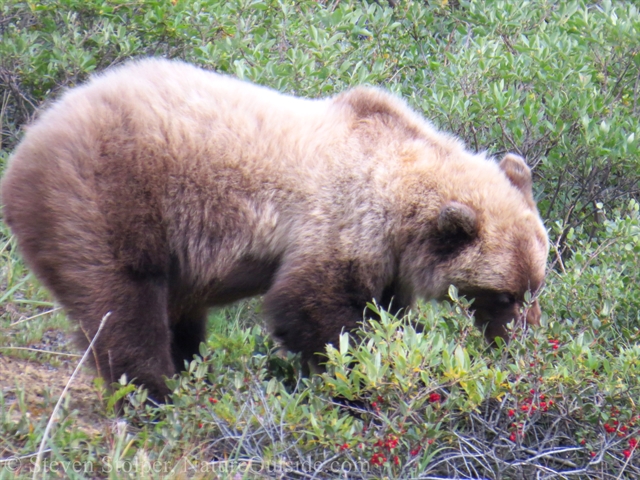 Grizzly bear eating soapberries