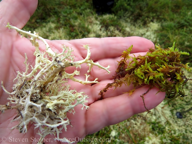 reindeer moss and sphagnum moss
