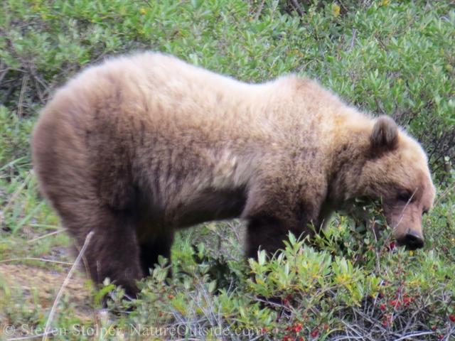 Grizzly bear eating soapberries
