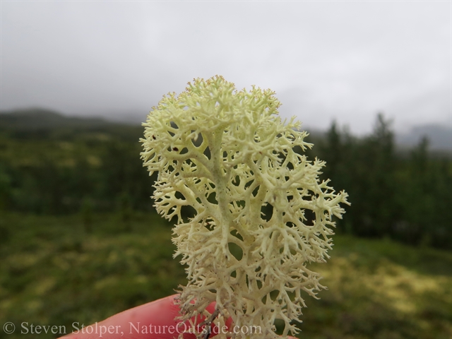 reindeer moss