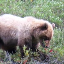 Grizzly bear eating soapberries