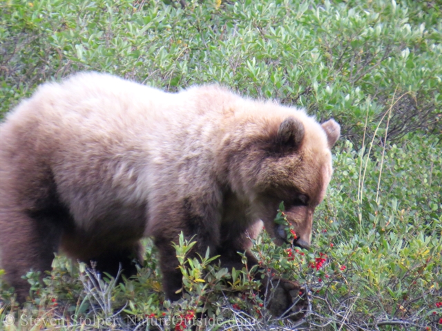 Grizzly bear eating soapberries