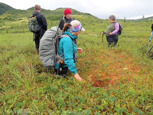 hikers and sphagnum moss