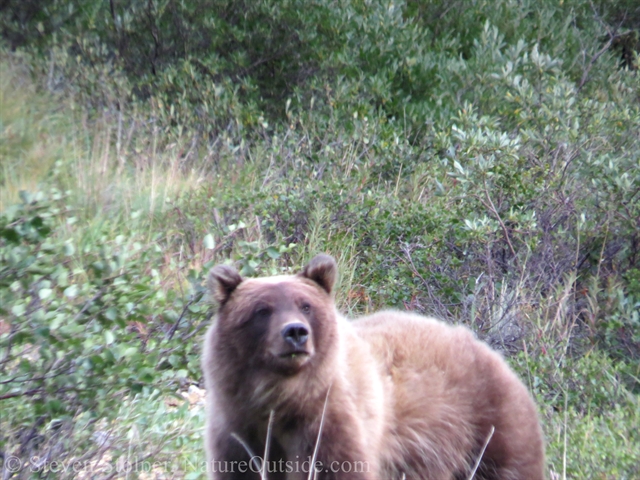 grizzly bear