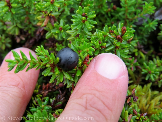 crowberry