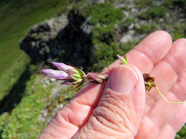 The above ground portion of Moss Gentian (Gentiana prostrata)