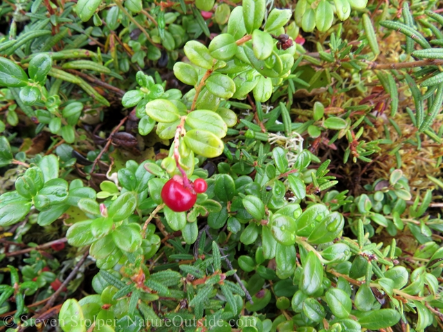 Lingonberry