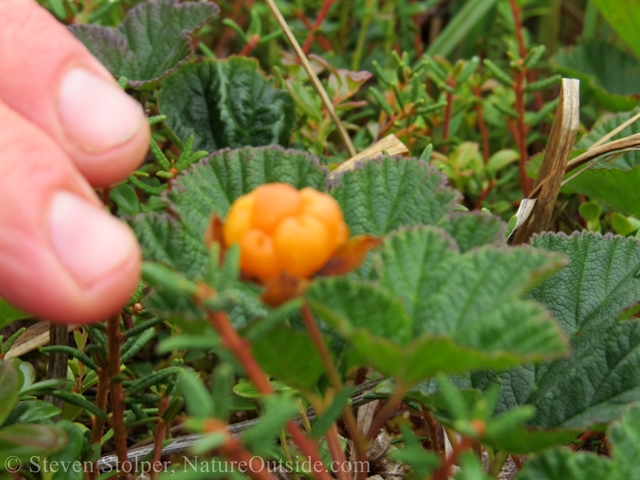 cloudberry