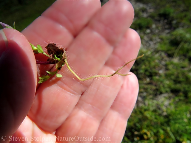 The root of Moss Gentian (Gentiana prostrata)