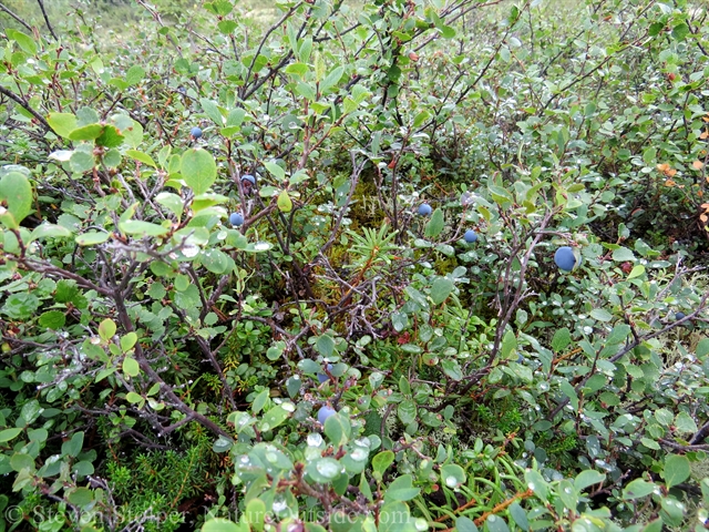 blueberry bushes