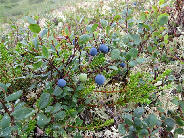 blueberry bushes