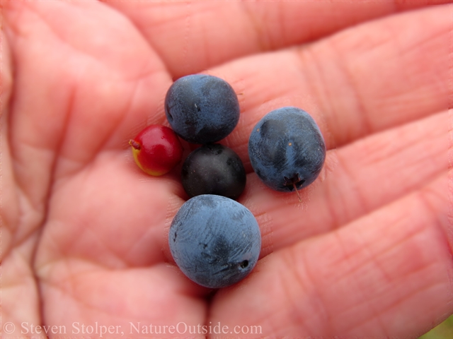Lingonberry crowberry and blueberry