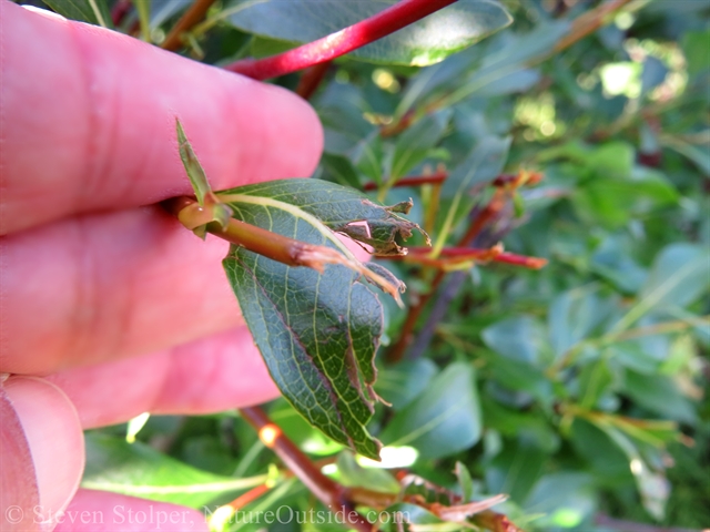 willow branch snipped