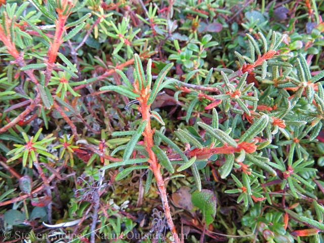 Labrador tea plant