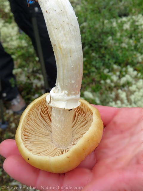 mushroom in hand