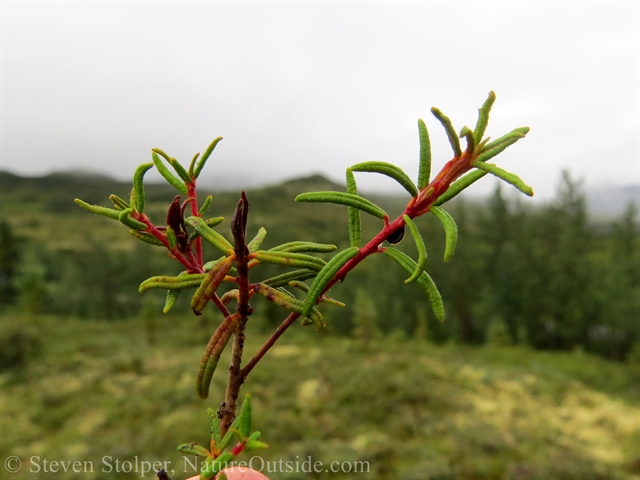 Labrador tea plant