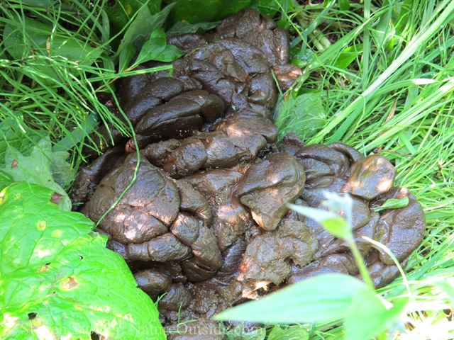 Fresh wet moose scat