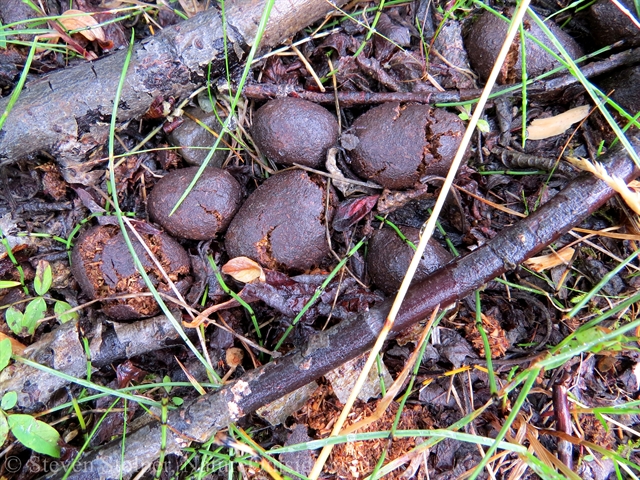 dry moose scat