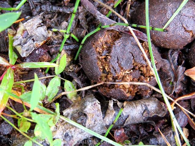 moose scat